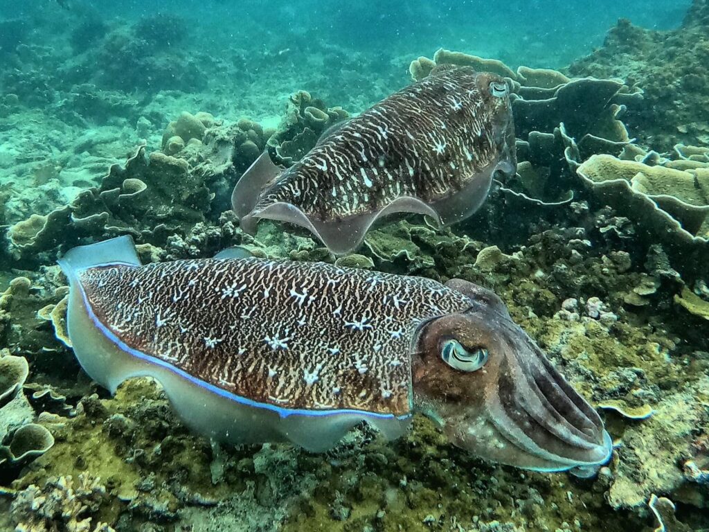 dos sepias nadando en un arrecife de krabi fotógrafo durante una excursión de snorkel