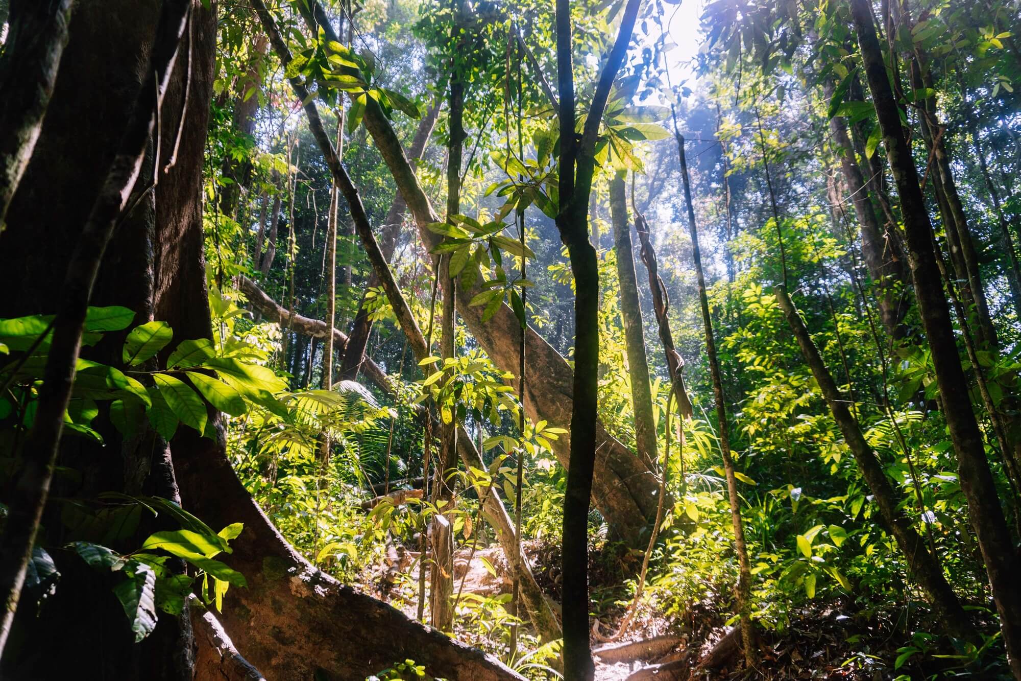 regardant à travers les arbres depuis le sol d'une jungle krabi vers la lumière qui passe à travers les trouées