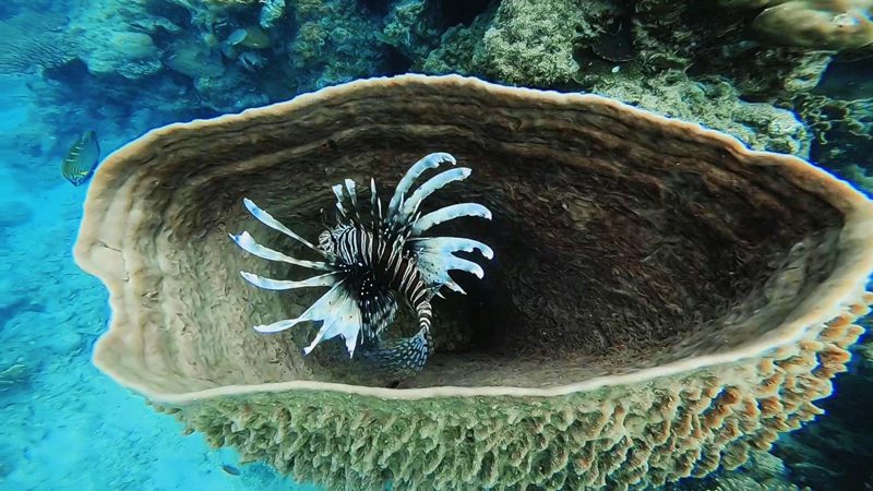 Lionfish sheltering inside a large barrel sponge on a coral reef