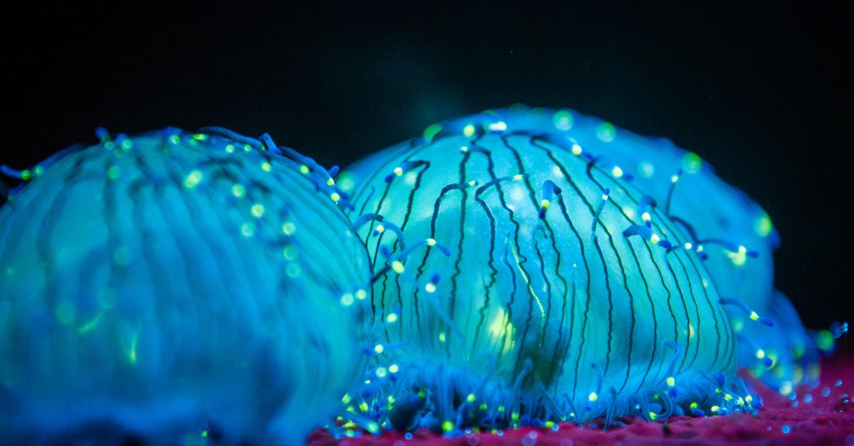 plancton bioluminescent