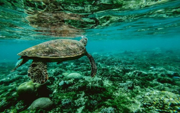 prise de vue sous-marine d'une tortue nageant dans une eau turquoise peu profonde