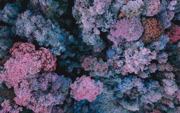 Corail avec une teinte violette due aux planctons