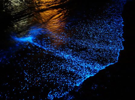 Plancton bioluminiscente que brilla con un azul intenso a lo largo de la costa por la noche en Krabi